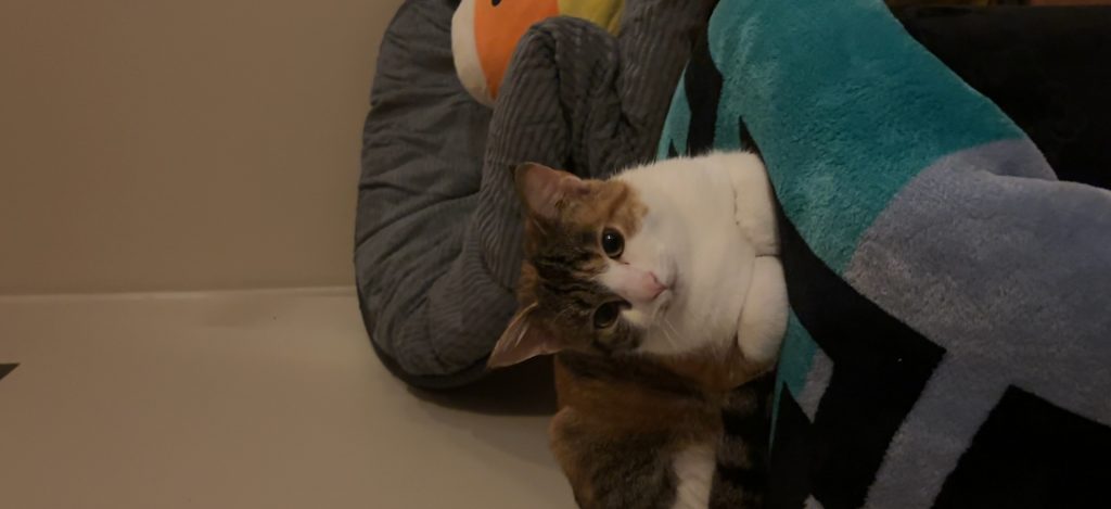 Stooge, lost cat, short hair calico