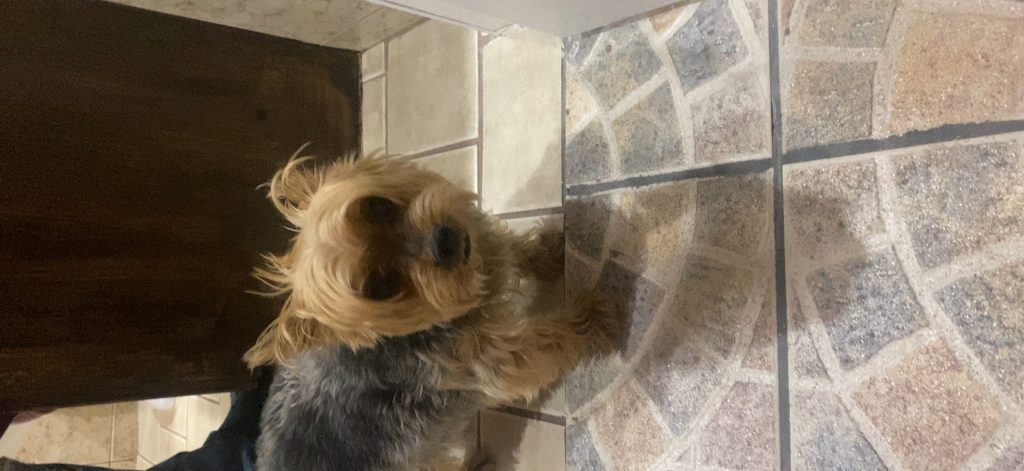 Sparky, lost dog, Yorkie
