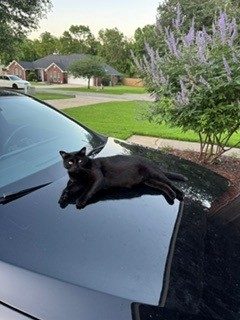 Lucky, lost cat, cat