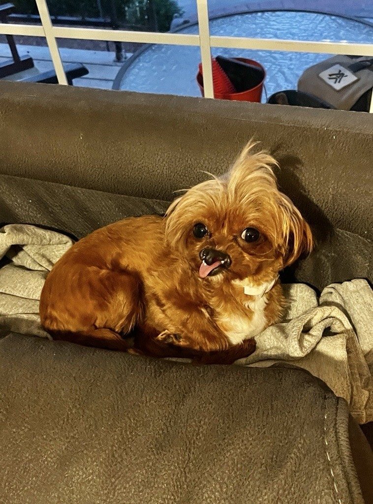 Lucky, lost dog, Shih poo mix
