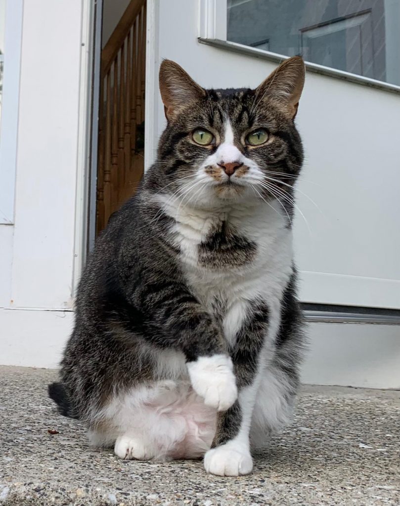 Lychee, lost cat, DSH