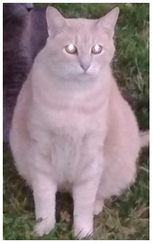 Martini, lost cat, American Short Hair