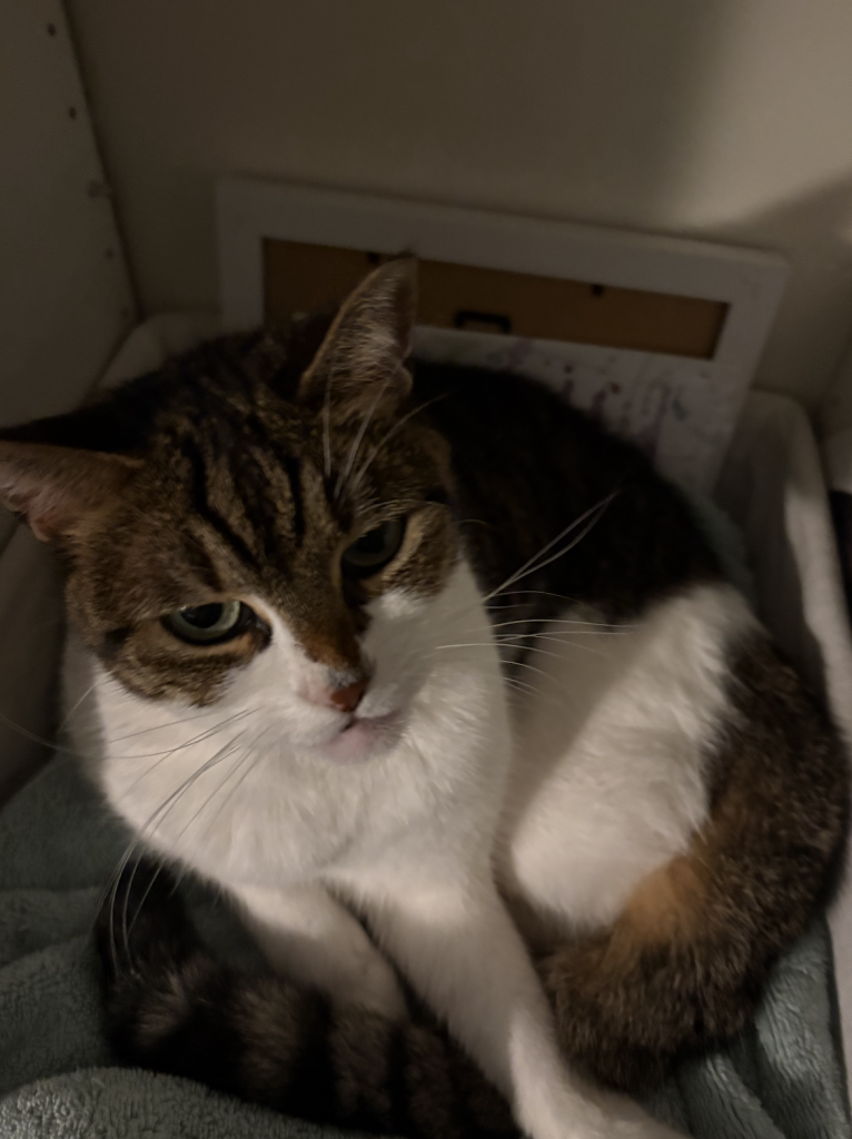 Mochi, lost cat, Domestic Shorthair