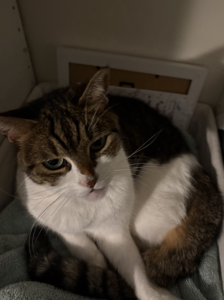 Mochi, lost cat, Domestic Shorthair