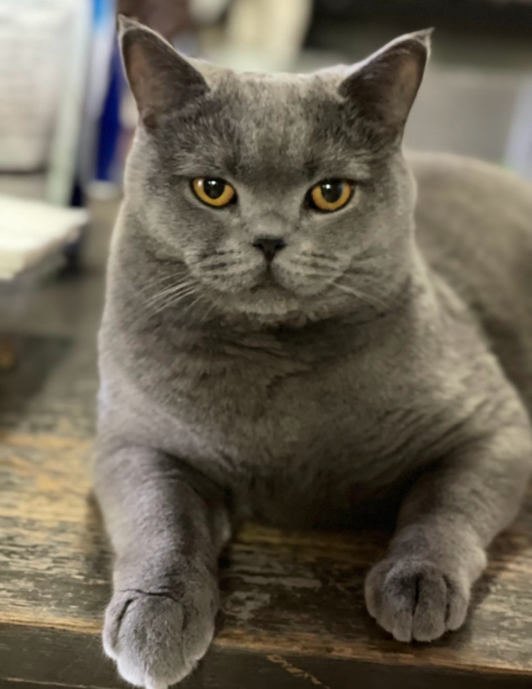 MooMoo, lost cat, British Shorthair