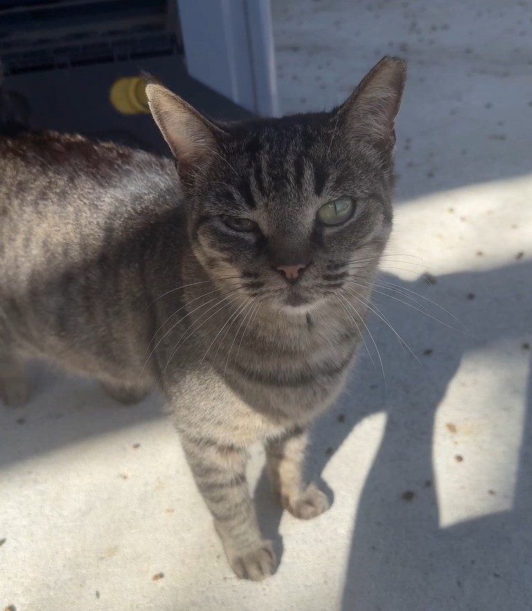 Muffin, lost cat, Domestic Shorthair