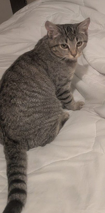 Oreo, lost cat, Tabby