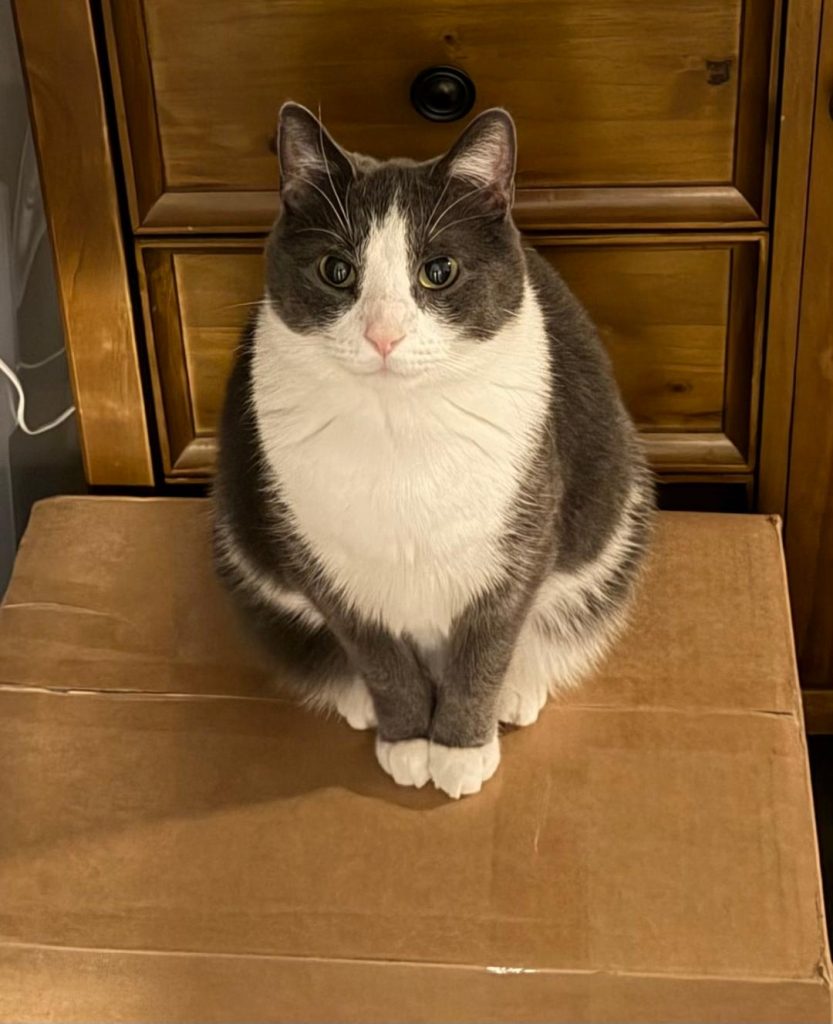 Pepper, lost cat, Unknown