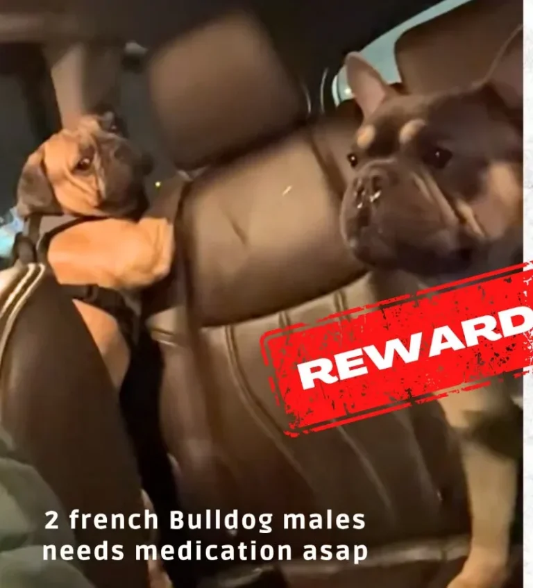 Blue/Rollie, lost dog, French bulldog