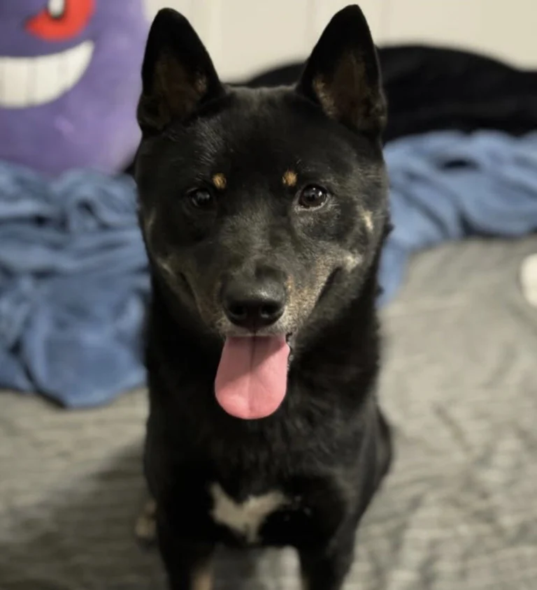 Whiskey, lost dog, Shiba Inu