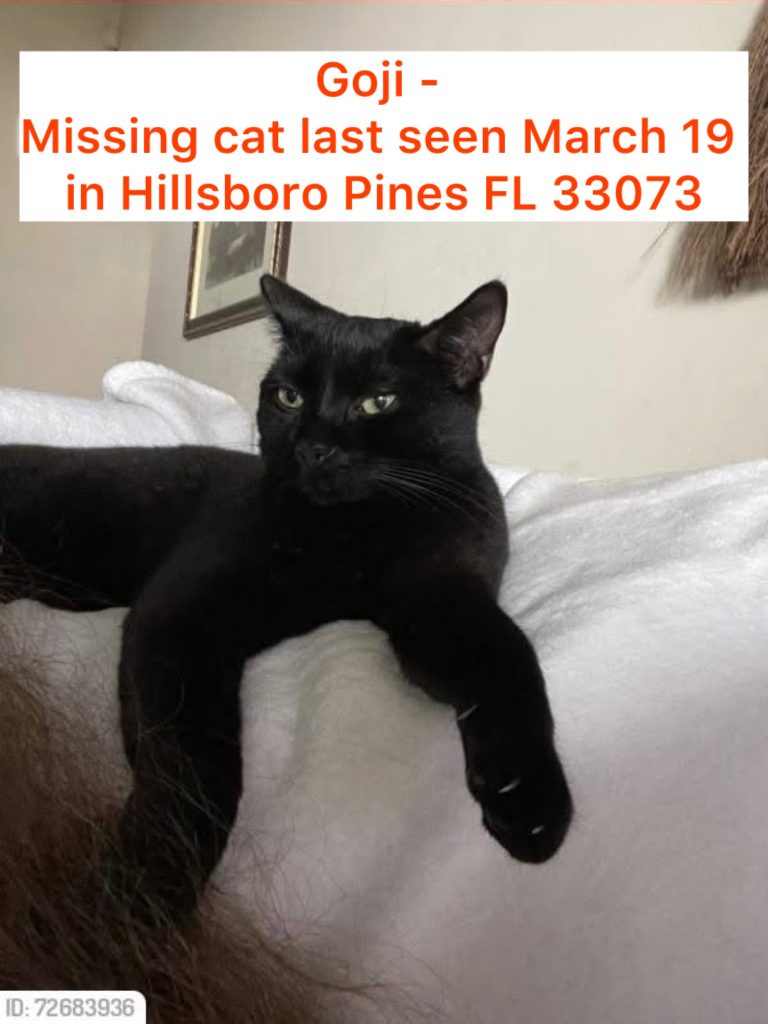 Goji, lost cat, American Shorthair