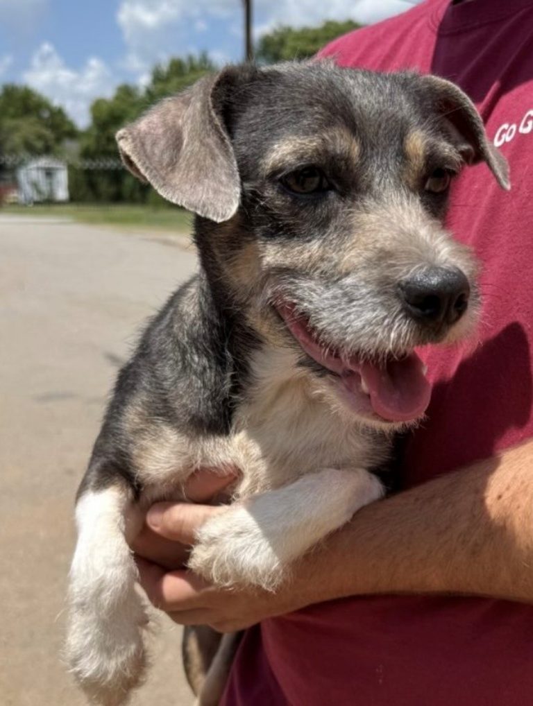 Remi, lost dog, terrier mix
