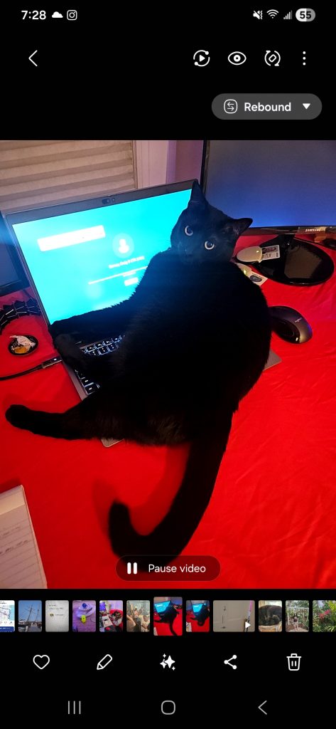 Sila, lost cat, american short hair