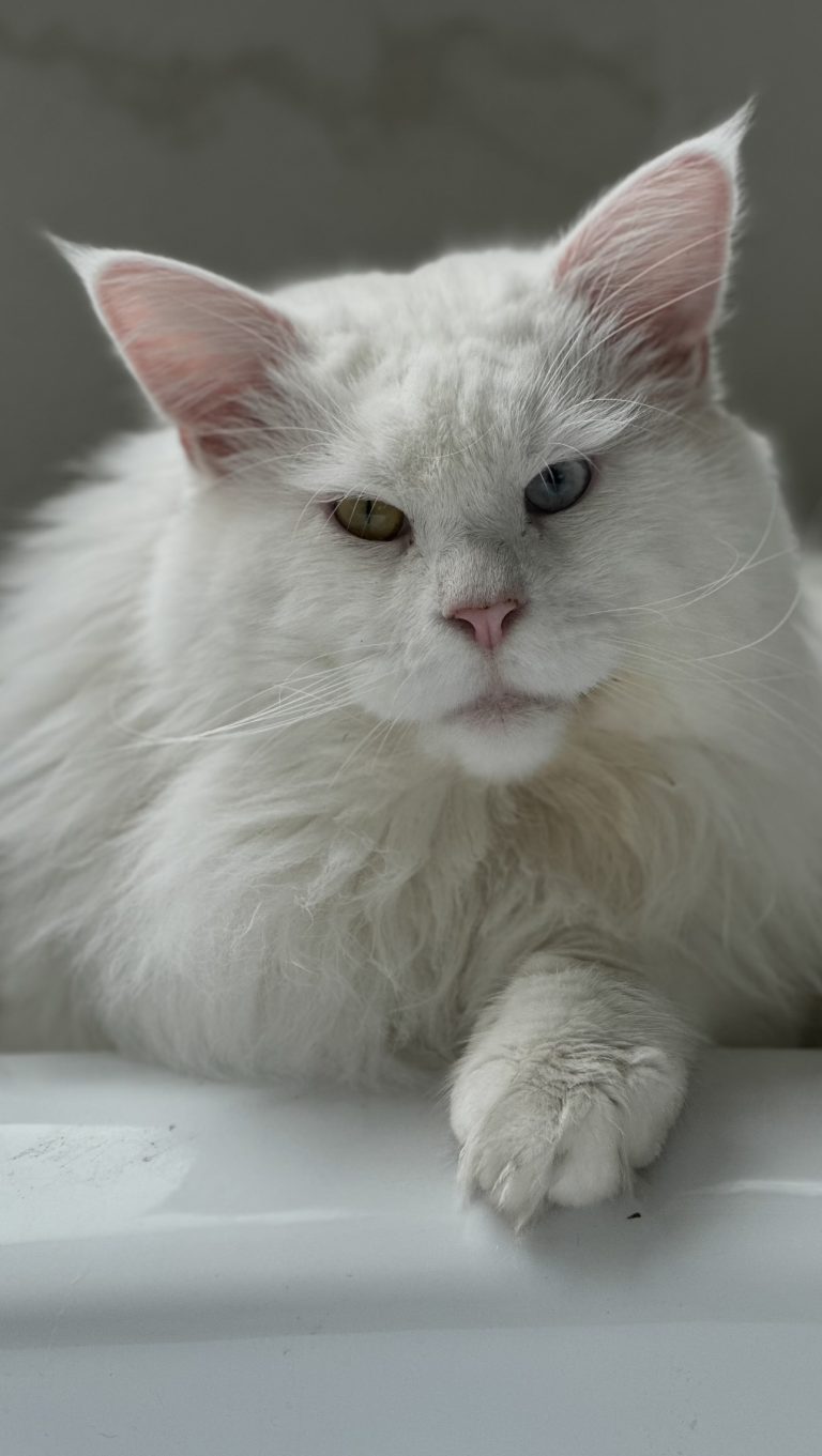 Neo, lost cat, Maine Coon