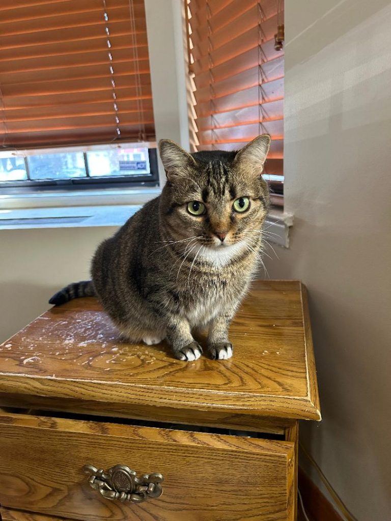 Mystee, lost cat, American Shorthair
