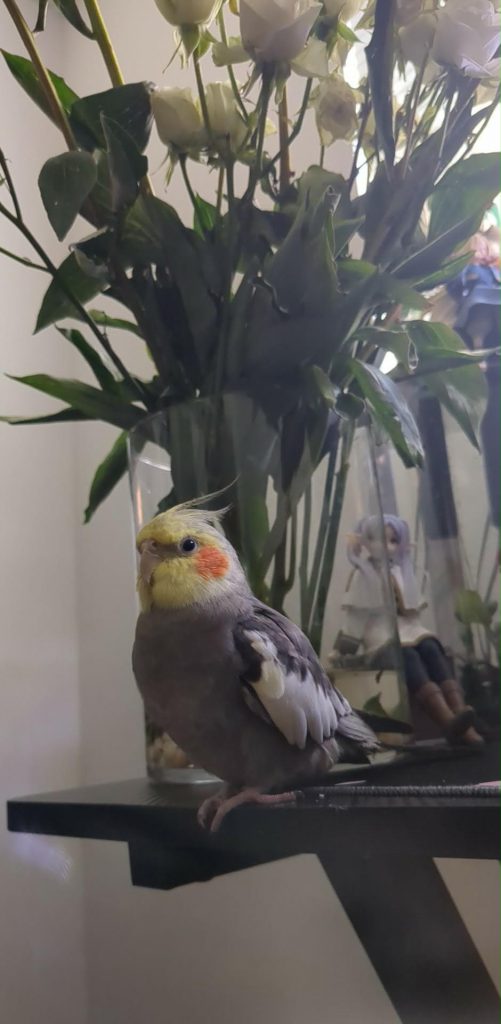 Peach, lost bird, cockatiel