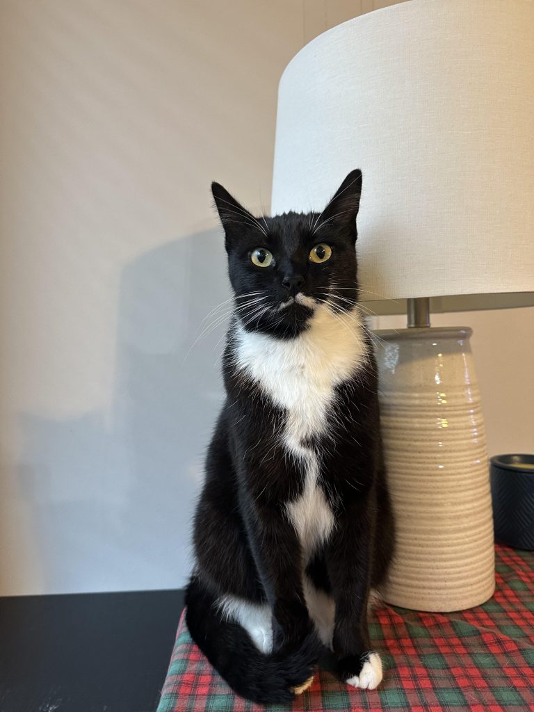 Milk, lost cat, Domestic Shorthair